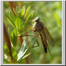 Rhagio tringarius - Schnepfenfliege 04.jpg